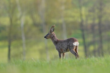 A roebuck stand on the meadow. capreolus capreolus. Wildlife scene with a deer. A male roe deer in the nature habitat.  © Monikasurzin