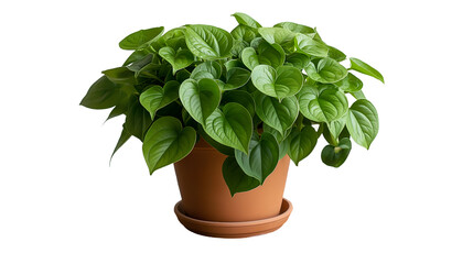 Fototapeta premium Green Philodendron Plant Lush Foliage in Terracotta Pot, Vibrant Indoor Decor, isolated on transparent background.