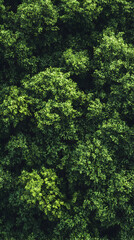 Fototapeta premium Lush Green Forest Canopy: A Tranquil Landscape of Vibrant Foliage, Biodiversity, and Sustainable Nature in Scenic Woodlands, Thriving Flora, and Organic Outdoors with Peaceful Sunlight and Rich