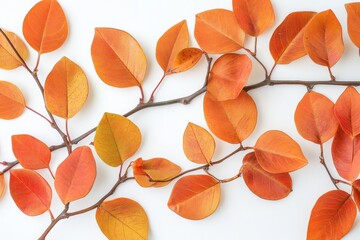 Leaves of Ziziphus mauritiana on a white backdrop