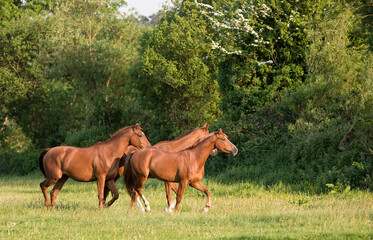 Group of chestnut horses in running in a field