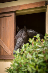 Portrait of a horse looking out of a stable