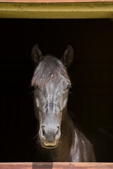Portrait of a horse looking out of a stable
