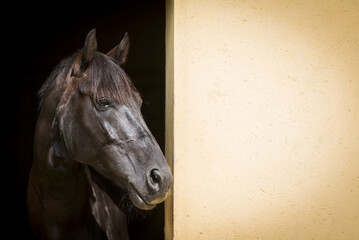 Portrait of a horse looking out of a stable