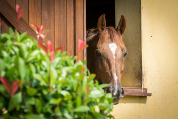 Portrait of a horse looking out of a stable