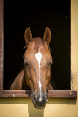 Portrait of a horse looking out of a stable