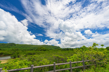 沖縄の隠れた絶景スポット 自然散策マングローブの森
