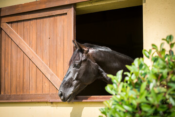 Portrait of a horse looking out of a stable
