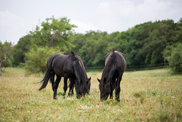 Young murgese horses grazing