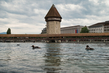 View of the Kapellbrücke bridge a bridge spanning the Reuss river in the city of Lucerne (Switzerland), during a cloudy spring day and ducks swimming.	