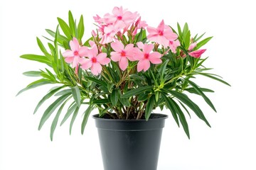 Obraz premium Pink flowered oleander known as Rose Bay Nerium oleander L in a black pot enhances tropical gardens with ornamental greenery on a white background