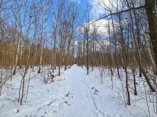 Winterlandschaft, Plänterwald in Berlin Treptow
