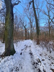 Winterlandschaft, Plänterwald in Berlin Treptow