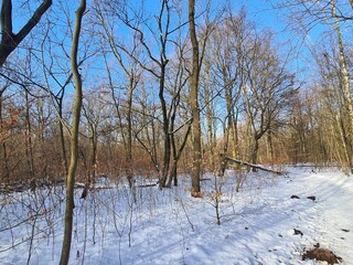 Winterzauber im Plänterwald in Berlin Treptow