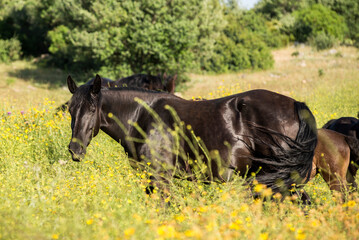 Murgese mare in a yellow flowers field