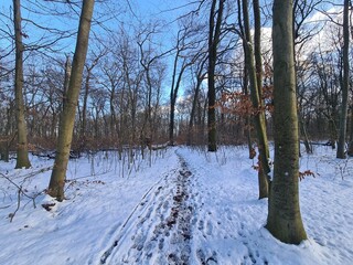 der wunderschöne Plänterwald in Berlin Treptow, zur Winterzeit