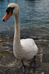 Vertical close-up of a white swan on the shores of Lake Lucerne, Switzerland.