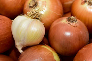 Images of vegetables and fruits. onion and garlic photos.