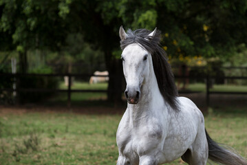 Portrait of a gray lusitano stallion