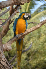 Beak Open on Blue and Gold Macaw Bird