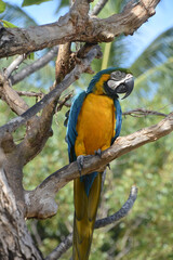 Beautiful Look at a Blue and Gold Macaw