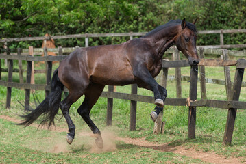 Bay lusitano stallion plays in the field