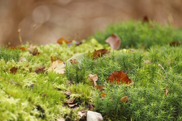 Green substrate with moss, plants and leaves