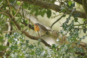 Robin on a branch surrounded by green leaves