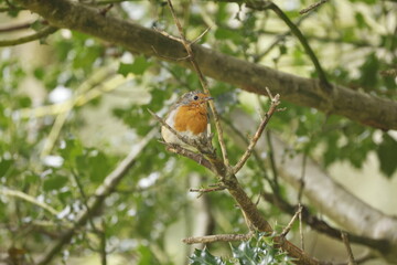Robin on a branch surrounded by other branches