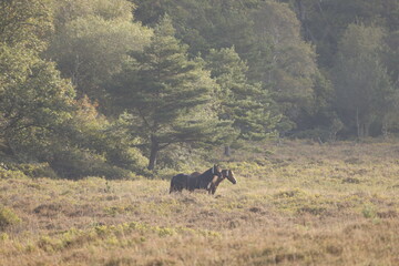Two wild horses in a clearing in front of the forest