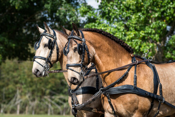 Portrait of a beautiful pair of lusitanos