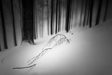 A branch fell in a snowy forest