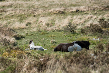 Dartmoor Shetland ponies laying down in grass, foal and mare