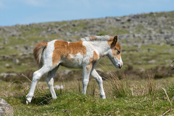Dartmoor wild Shetland pony foal