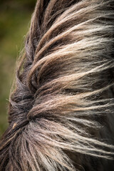 Detail of fluffy mane of a Dartmoor Shetland pony