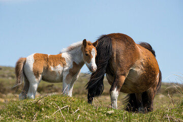 Dartmoor wild Shetland pony foal