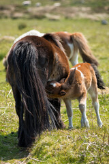 Dartmoor wild Shetland pony foal feeding on a mare