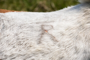 Detail of a Dartmoor Shetland pony marking