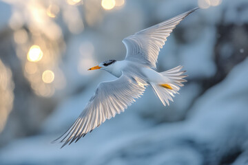 Obraz premium An interior least tern in flight, detailed and graceful, natural setting