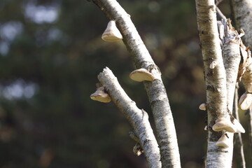 Tree branches with growing fungi like bracket fungus