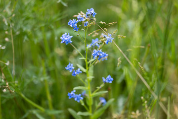 Photograph of Various Summer Flowers in a field with a green background taken during the summer