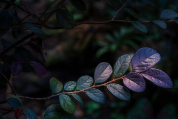 Loropetalum chinense