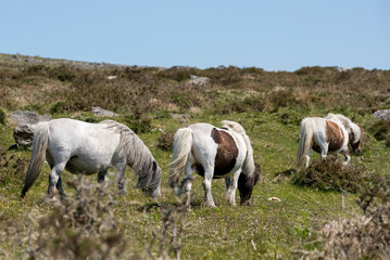 Group of Dartmoor shetland ponies grazing