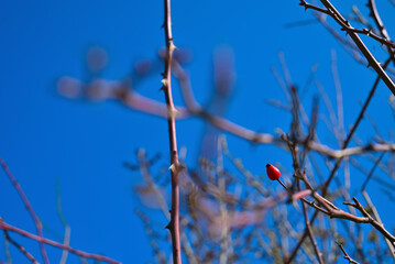 Single Red Rose Hip on Thorny Branch Against a Clear Blue Sky in Winter