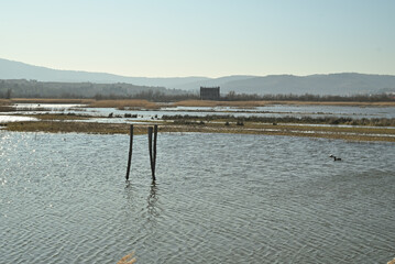 Serene Wetland Landscape with Wooden Posts and Birds on the Water