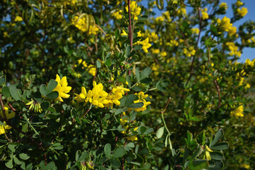 Close-up of Vibrant Yellow Wildflowers in Full Bloom with Green Foliage