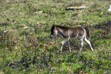 Dartmoor shetland pony foal