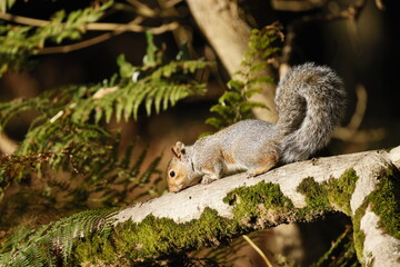 A forest squirrel on a sloping branch with moss and ferns