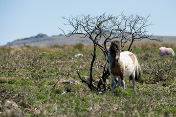 Dartmoor Shetland pony