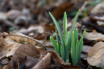 Galanthus nivalis flower in the leaves. Known as common snowdrop. White spring flower in deciduous forest.